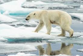 polar bear hero image